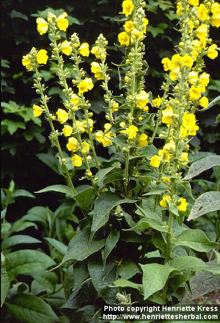 Verbascum phlomoides
